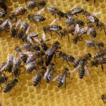 Sperimentazione-in-apicoltura_popup